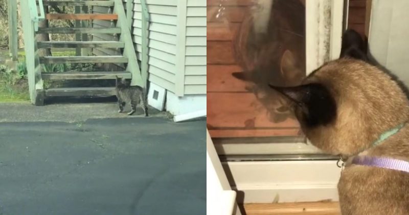 Tutora não sabia se gato era stalker ou pretendente 