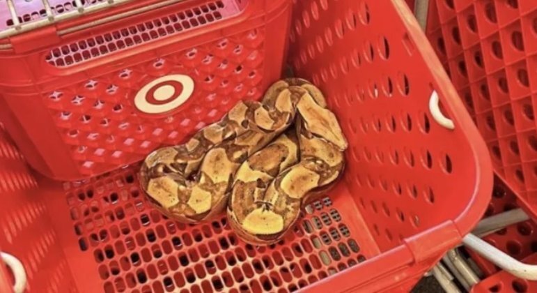 A cobra com mais de 1,80 metros foi resgatada por profissionais dentro do estabelecimento em Sioux City, nos EUA