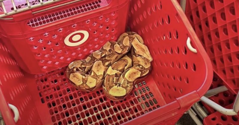 Cobra encontrada em carrinho de compras