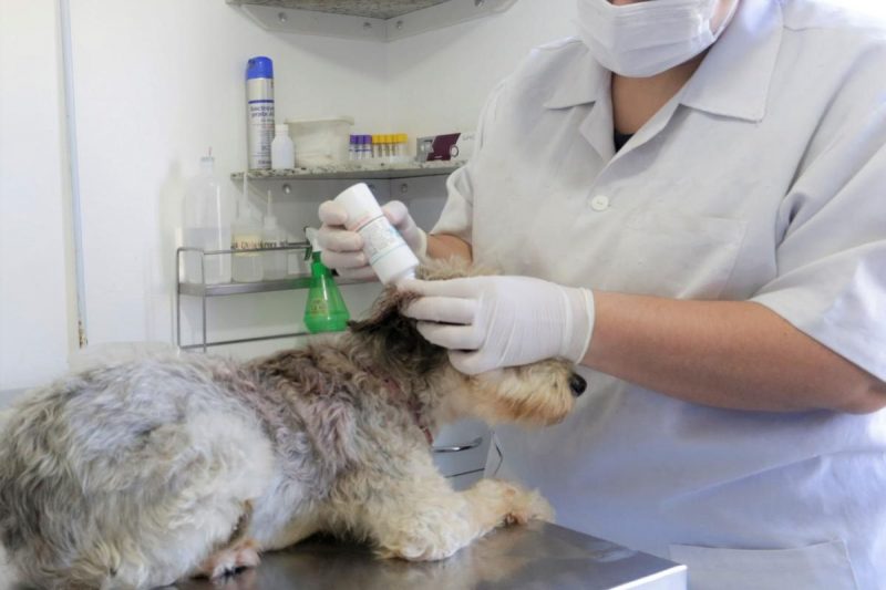 Servi&ccedil;os ser&atilde;o contratados conforme demanda – Foto: Prefeitura de Joinville/Divulga&ccedil;&atilde;o/ND