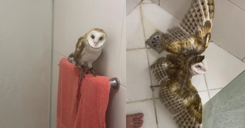 Owl Khali in the bath