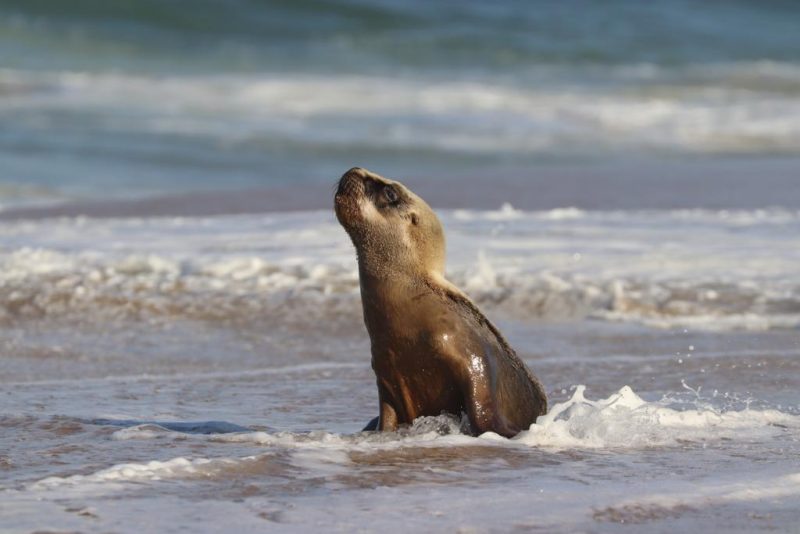 Animal ainda aproveitou para “dar um mergulho” enquanto descansava – Foto: PMP/Reprodu&ccedil;&atilde;o/ND
