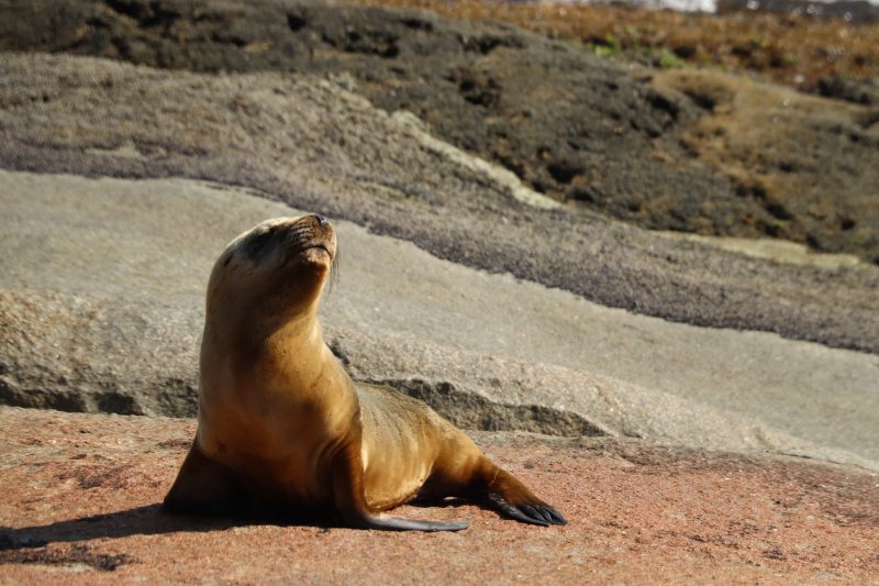 leão-marinho estava descansando 