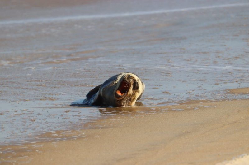 Registro de f&ecirc;meas da esp&eacute;cie s&atilde;o raros na regi&atilde;o – Foto: PMP/Reprodu&ccedil;&atilde;o/ND