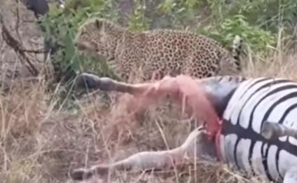 Leopardo e zebra em vídeo