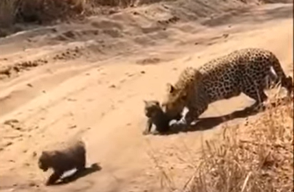 Leopardo protege filhotes