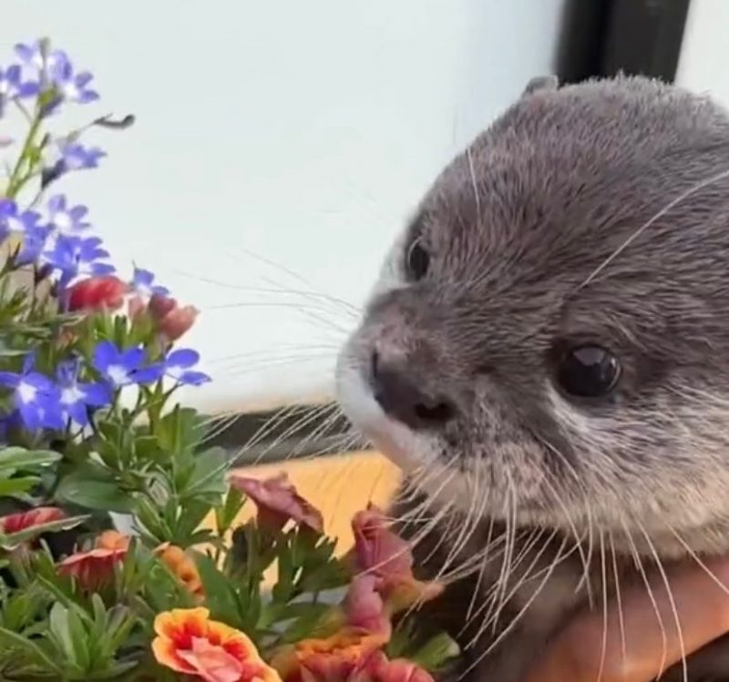 Kotaro &eacute; uma lontra que vive no Jap&atilde;o e viralizou nas redes sociais com cenas fofas do dia a dia. – Foto: Reprodu&ccedil;&atilde;o