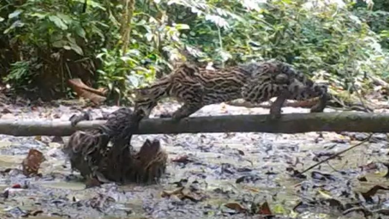 Video of a fight between a sloth and an ocelot filmed by a hidden camera