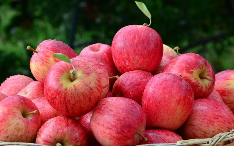 Ma&ccedil;&atilde; Fuji: o produto exporta&ccedil;&atilde;o de S&atilde;o Joaquim – Foto: Prefeitura de S&atilde;o Joaquim/Divulga&ccedil;&atilde;o