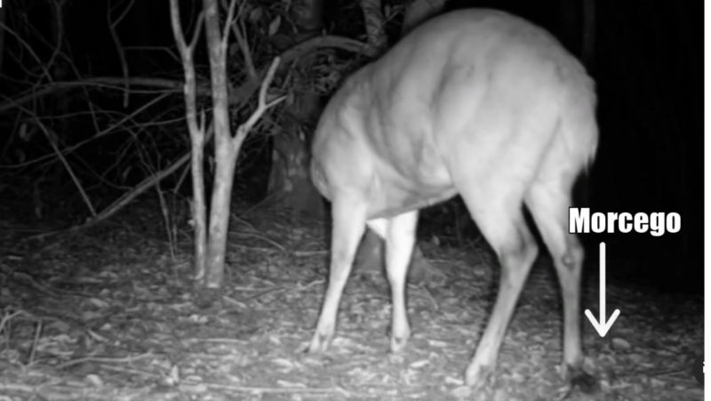 Morcego ataca a pata de um veado que se alimentava da relva