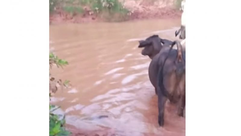 Vaqueiro comanda boiada em travessia e percebe algo suspeito
