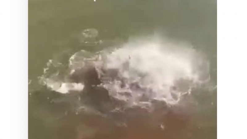 Piranhas detonam cabeça de vaca e deixam a água fervilhando