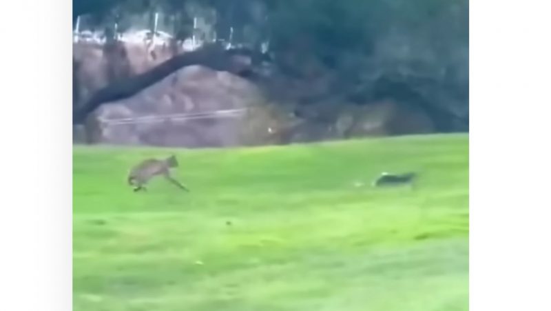 Jaguatirica despenca de 10 metros para tentar capturar esquilo