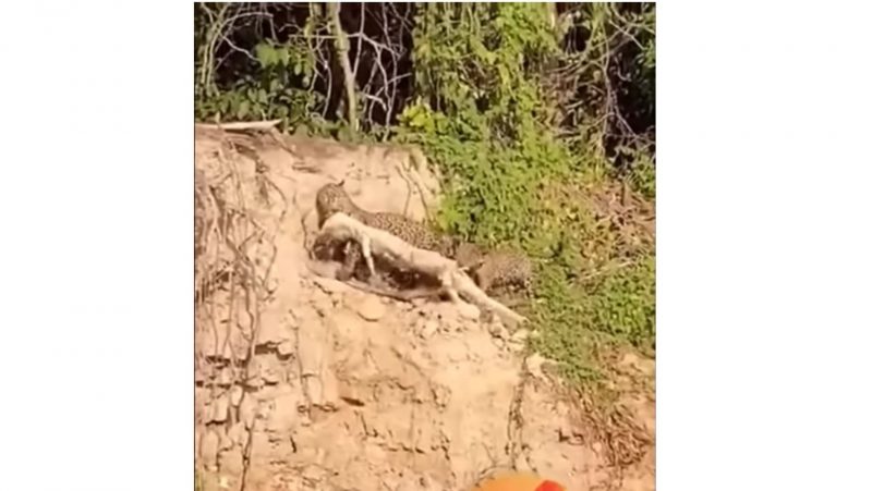 Onça arrastando jacaré com ajuda de filhote ribanceira acima