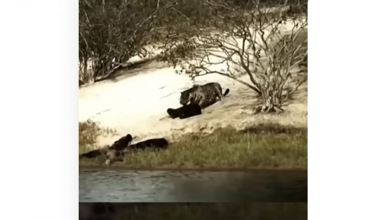 Leopardo ataca lontra que pegava sol à beira de um rio