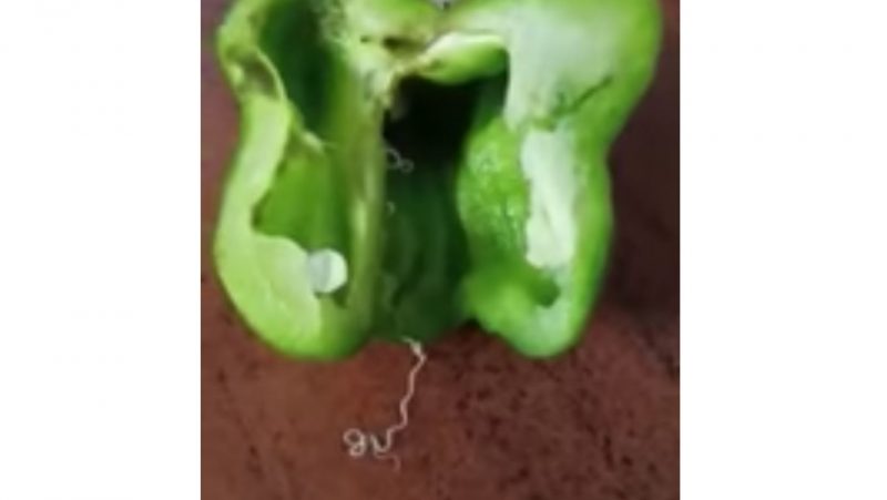 Verme deslizando de dentro de pimentão