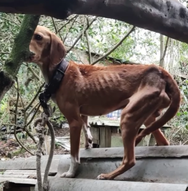 Animais foram encontrados com diversos sinais de maus-tratos e em local insalubre. – Foto: Divulga&ccedil;&atilde;o/HC Not&iacute;cias