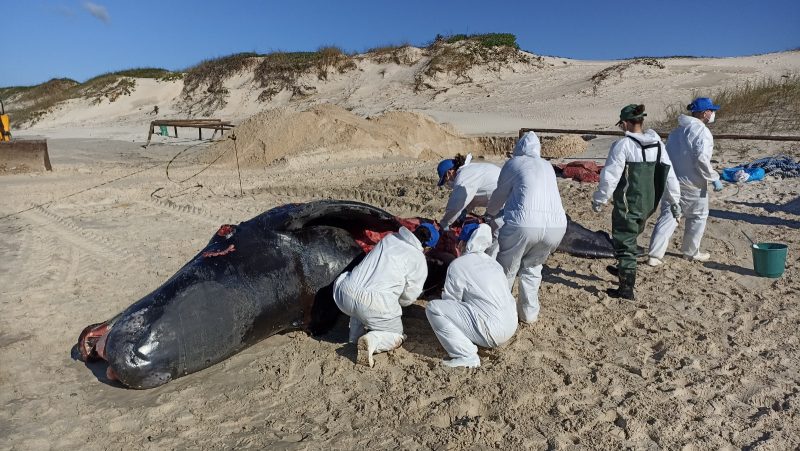 Baleia encontrada morta provavelmente bateu a cabeça, diz ONG