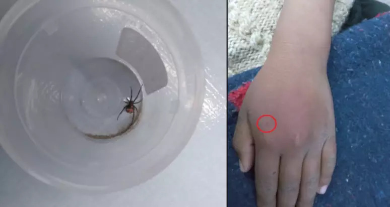 O menino ainda colocou a esp&eacute;cie em um pote e levou para casa – Foto: Redes Socias/Reprodu&ccedil;&atilde;o/ND