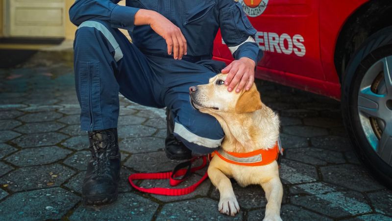 Projeto de Terapia Assistida por Animais acontece na Associação de Pais e Amigos dos Autistas (AMA)