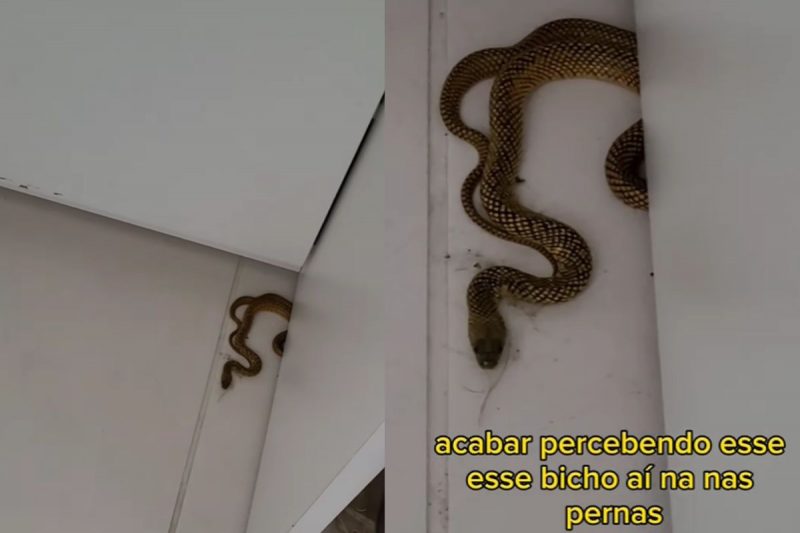 Vídeo: cobra sai de dentro de outra serpente durante resgate