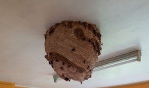 Com mais de 40 centímetros, o ninho de vespa pesava mais de 10 kg 