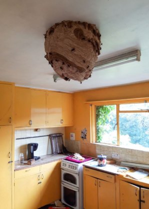 Com mais de 40 centímetros, o ninho de vespa pesava mais de 10 kg 