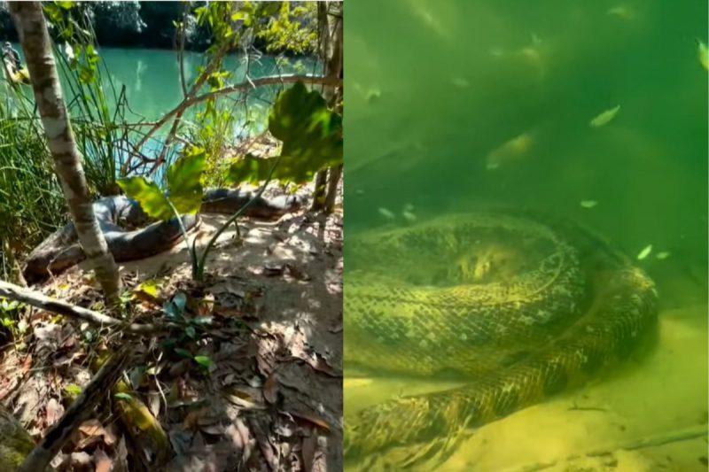 Aventureiro seguiu animal até a água