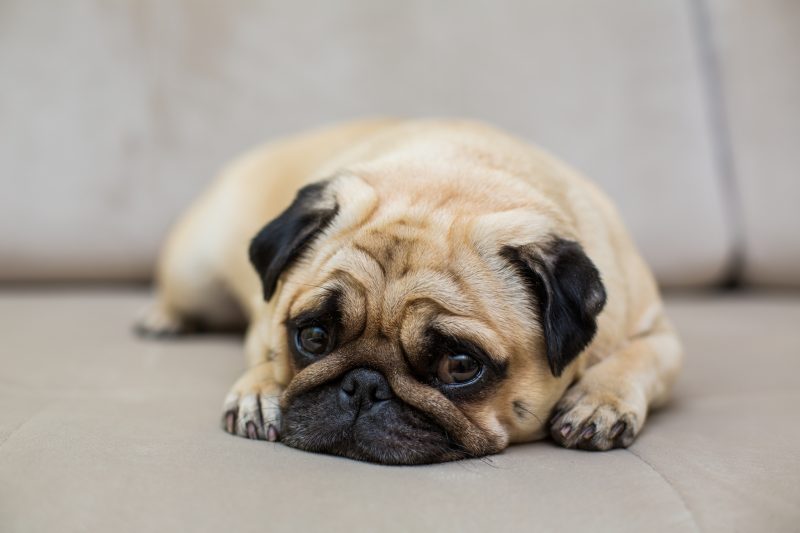 A imagem mostra a raça de cachorro Pug.