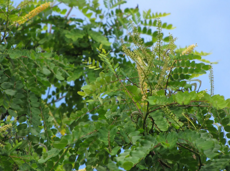 &Aacute;rvore olho-de-pav&atilde;o &eacute; ex&oacute;tica da regi&atilde;o – Foto: Picturethisai/Reprodu&ccedil;&atilde;o/ND