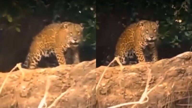 Onça quase pula em barco