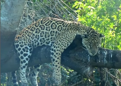 Onça preguiçosa chama a atenção. 