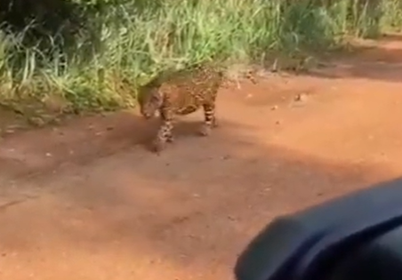 Onça-pintada faz aparição surpreendente