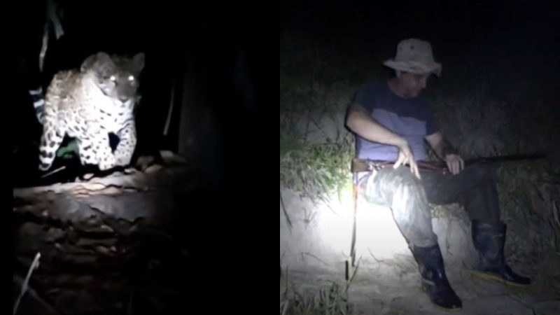 ‘Se d&aacute; um pinote no caboclo, j&aacute; era’: homem d&aacute; de cara com on&ccedil;a e vive para contar hist&oacute;ria – Foto: Reprodu&ccedil;&atilde;o/Internet/ND