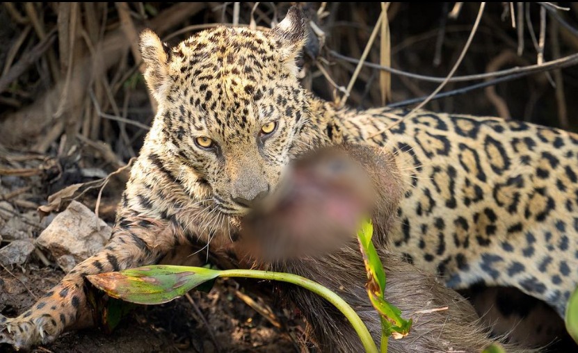 The capybara has become a delicacy for the jaguar after diving in the Pantanal.  - David Vaughn/Playback/MD