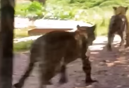 Onça-pintada rouba filhote de outra onça