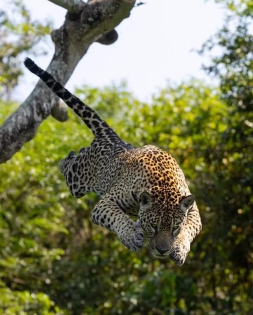 Onça-pintada saltando na água 