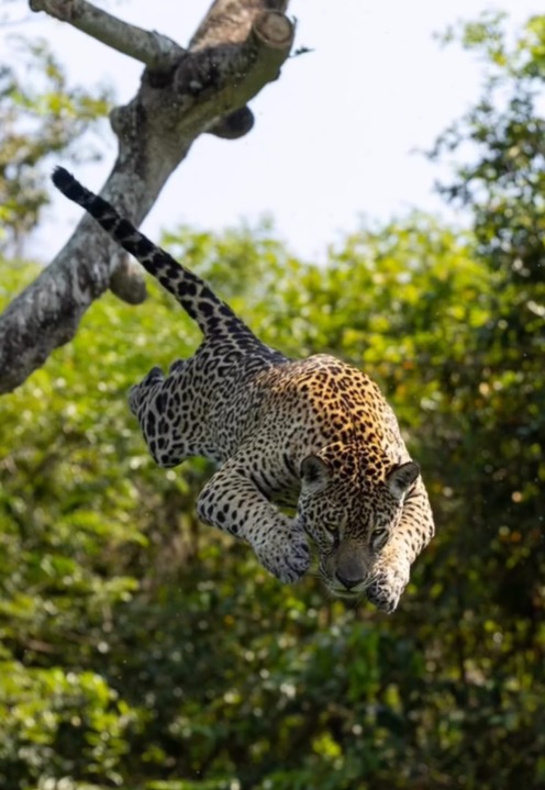 A imagem chamou muita aten&ccedil;&atilde;o. – Foto: Chris Brunskill/Reprodu&ccedil;&atilde;o/ND