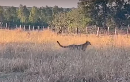 Onça-parda tenta comer ovelha 
