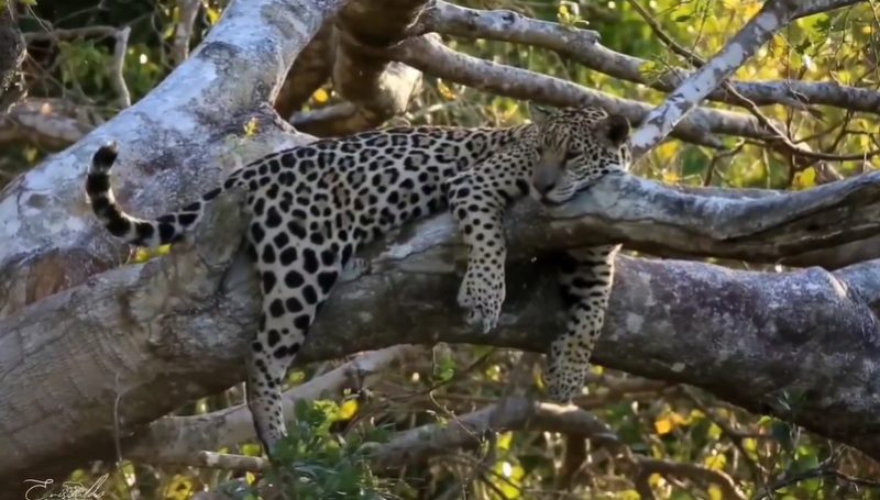 onça-pintada despojada dormindo no tronco