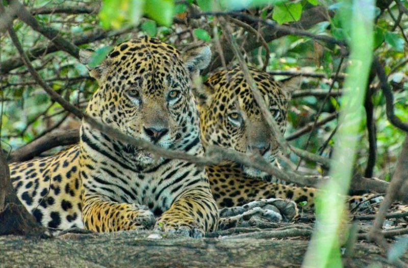 A foto mostra o momento raro no Pantanal. 