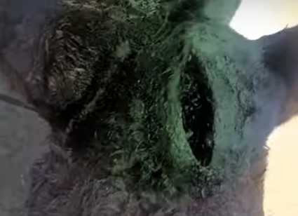 Burro foi atacado por onça