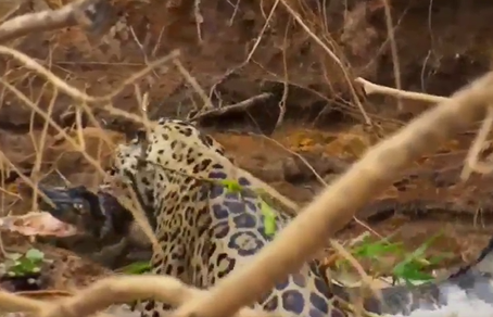 Onça e jacaré aparecem em nova cena