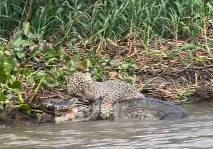Jaguar and alligator on video - Internet