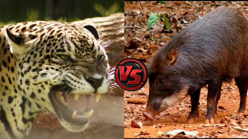 Queixadas em alerta depois que onça dá aviso que está por perto