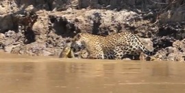 Sukuri escapes a deadly fight with a jaguar - Disclosure/Reproduction/ND