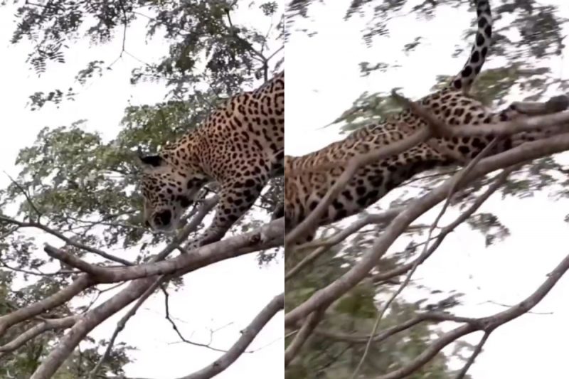 Onça se prepara para super salto