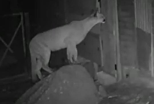 Onça é flagrada atacando galinheiro