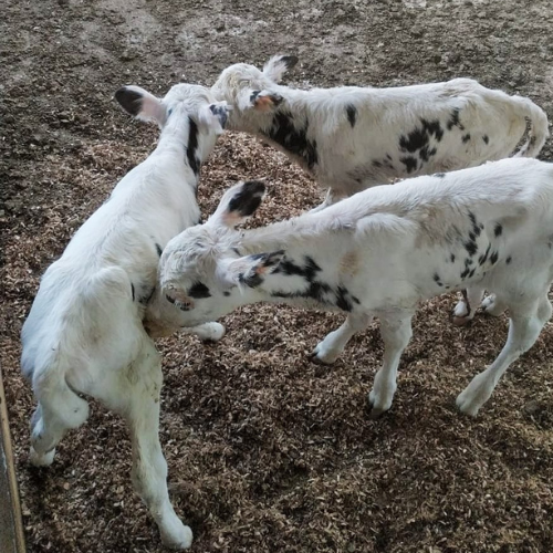Os bezerros trigêmeos nasceram em uma propriedade no interior do município de Coronel Freitas
