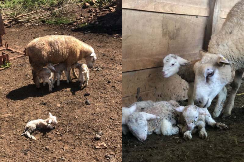 A ovelha já é mãe de outros três filhotes. 
